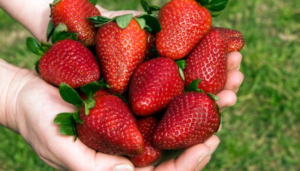 PULPA FRUTILLA PETROVAL BOLSA 1KG